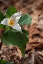 wild trillium in full bloom in a forest