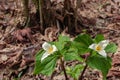 wild trillium in full bloom in a forest Royalty Free Stock Photo