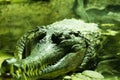 Wild tropical exotic animal crocodile with big teeth swimming in water closeup view natural outdoor concept Royalty Free Stock Photo