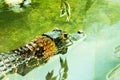 Wild tropical exotic animal crocodile swimming in water which has colorful skin natural outdoor concept Royalty Free Stock Photo