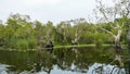 Wild Tropical forest with mangrove trees and green plants growing in the water. Panorama of cypress forest and creek through swamp Royalty Free Stock Photo