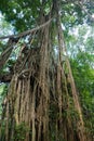 Wild tropical jungle at the Sacred Monkey Forest Sanctuary, Ubud, Bali Royalty Free Stock Photo