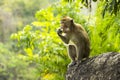 Wild tropical monkey eating