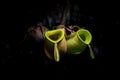 Wild Tropical Pitcher Plant