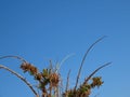 Wild tropical plant against blue sky in spring in Acre in Israel. Close-up of nature. Royalty Free Stock Photo