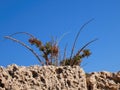 A wild tropical plant on a wall in the old city of Acre in Israel against a blue sky. Royalty Free Stock Photo