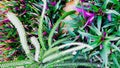 Wild tropical plants, top view. Plant with thorns