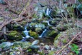 Wild Trout Stream, Jefferson National Forest Royalty Free Stock Photo