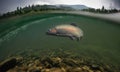 Wild trout underwater view, mountain strem river.