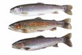 Wild Trout on White Royalty Free Stock Photo