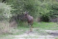 Wild Tsessebe Antelope in African Botswana savannah Royalty Free Stock Photo