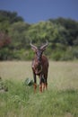 Wild Tsessebe Antelope in African Botswana savannah Royalty Free Stock Photo