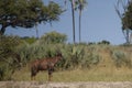 Wild Tsessebe, Botswana Royalty Free Stock Photo