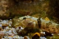 Tubenose goby in camouflage coloring, wary gobiidae, close-up of dwarf saltwater species rest on gravel bottom