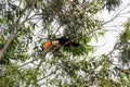 Wild Tucano bird on a tree branch