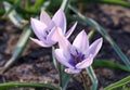 Wild tulip Alba Coerulea Oculata