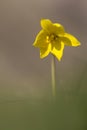 Wild tulip Biberstein spring yellow sun flower Royalty Free Stock Photo