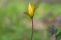 Wild tulip closeup Royalty Free Stock Photo