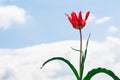 Wild tulip flower Royalty Free Stock Photo