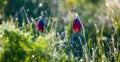 wild tulip flowers in water drop at the early morning Royalty Free Stock Photo