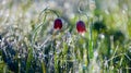 wild tulip flowers in water drop at the early morning Royalty Free Stock Photo