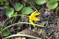 Wild tulip. Spring time Royalty Free Stock Photo