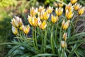 Wild Tulip Tulipa biebersteiniana Royalty Free Stock Photo