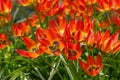 Wild tulip Tulipa Little Princess