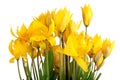Wild tulips Royalty Free Stock Photo
