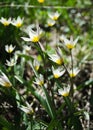 Wild tulips in a grass Royalty Free Stock Photo