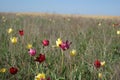 Wild Tulips Schrenk also Tulipa gesneriana or Didier`s tulip or Royalty Free Stock Photo