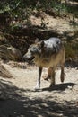 Wild Tundra Wolf Strutting Along on a Spring Day