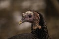 A Portrait Of A Wild Turkey