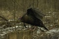 Wild Turkey Shows Its Beautiful Wings Royalty Free Stock Photo