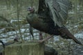 A Close Up Of A Wild Turkey Royalty Free Stock Photo
