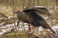 Three Wild Turkeys At The Wood Stump Royalty Free Stock Photo