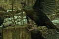 Wild Turkey Clings To Edge Of Wooden Stump Royalty Free Stock Photo