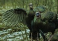 Wild Turkeys In The Woods During Winter Royalty Free Stock Photo
