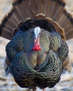 Wild Turkey Royalty Free Stock Photo