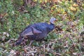 Wild turkey in autumn.Delaware County.New York.USA Royalty Free Stock Photo