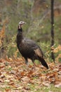 Wild Turkey in Autumn Royalty Free Stock Photo