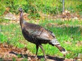 Wild Turkey Royalty Free Stock Photo