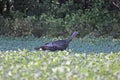 A Wild Turkey in the Bean Field Royalty Free Stock Photo