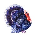 Wild turkey bird, turkey-cock isolated, Thanksgiving symbol, farm animal concept, close-up, hand drawn watercolor Royalty Free Stock Photo