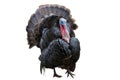 Wild turkey bird isolated