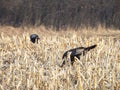 Wild Turkey Birds Foraging, Cornfield