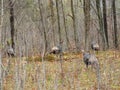 Wild Turkey blend in with springtime woods during hunting season Royalty Free Stock Photo