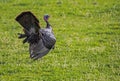 Wild Turkey in breeding display strutting through green grass.