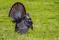 Wild Turkey in breeding display strutting through green grass. Royalty Free Stock Photo