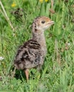 Wild Turkey chick on Eight Rod Farm Trail, Tiverton, Rhode Island Royalty Free Stock Photo